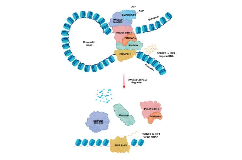 New findings on possible therapies to target oncogenic transcription factors in multiple cancer types