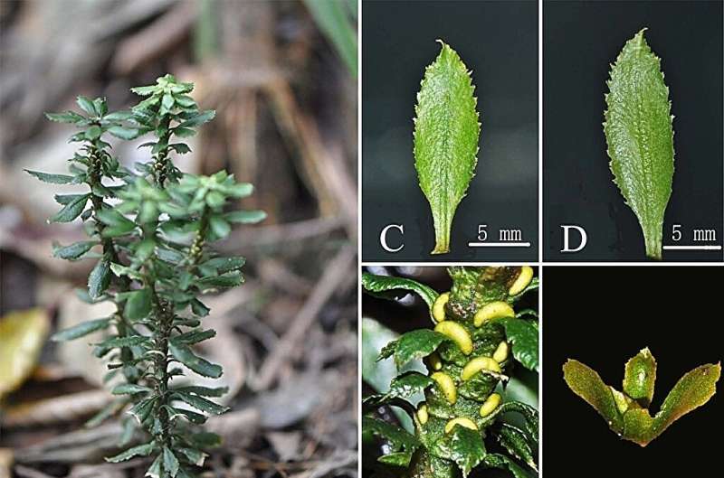 New firmoss species found in Guizhou