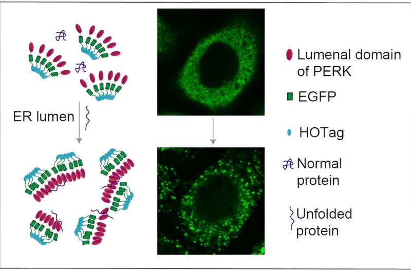 New fluorescent reporting system illuminates accumulation of unfolded proteins in endoplasmic reticulum