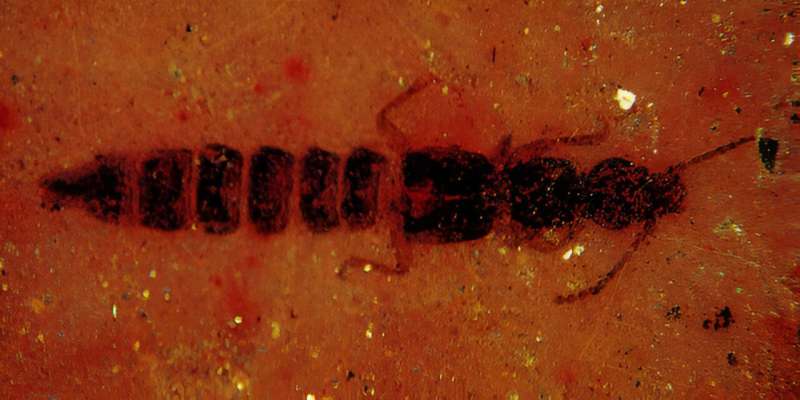 New fossil rove beetle is a first in Africa