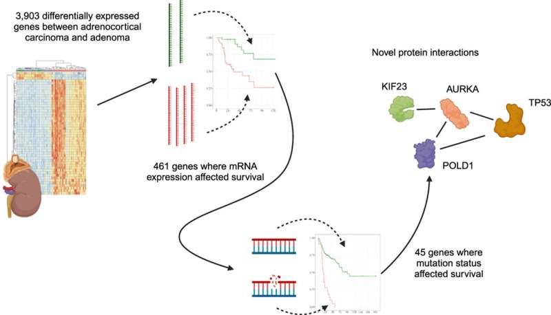 New genetic markers for adrenal cancer may predict survival