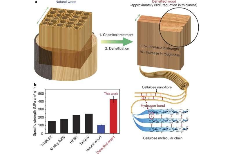 New genetically engineered wood can store carbon and reduce emissions