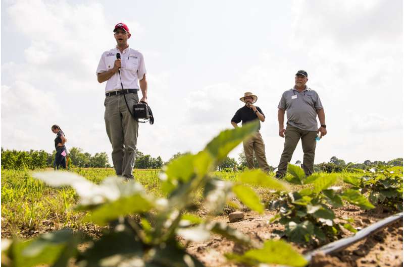 Los 'nuevos' herbicidas en la producción de mora podrían ser pronto una opción para los productores