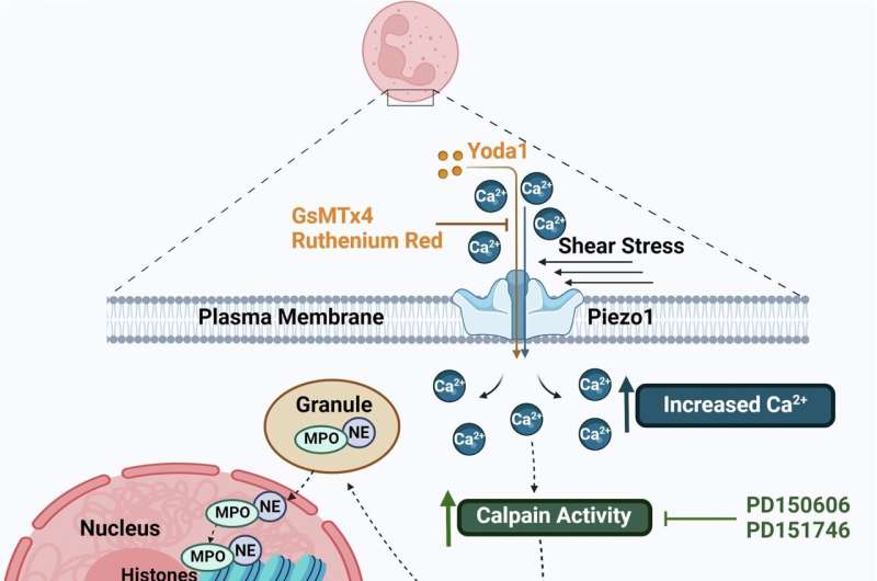 New insights into blood flow fluctuations offer hope in the fight against cardiovascular disease