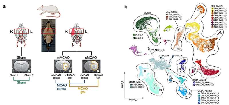 New insights into cellular processes after a stroke