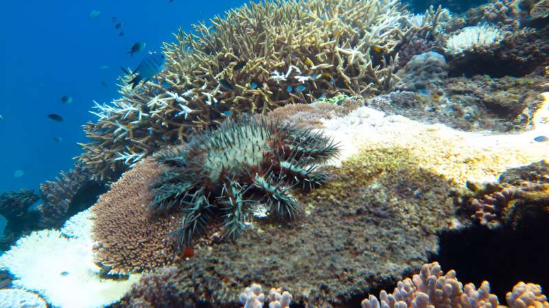 New insights into juvenile crown-of-thorns starfish behaviors that threaten reefs