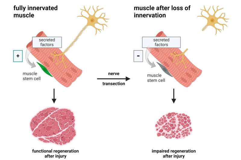 New insights into muscle health: How innervation influences the recovery process