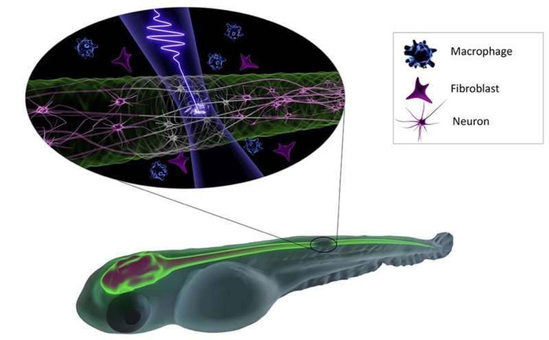 New insights into the interaction of femtosecond lasers with living tissue