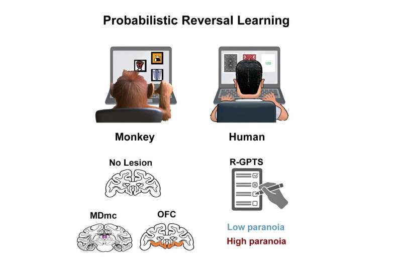 New insights into the brain regions involved in paranoia