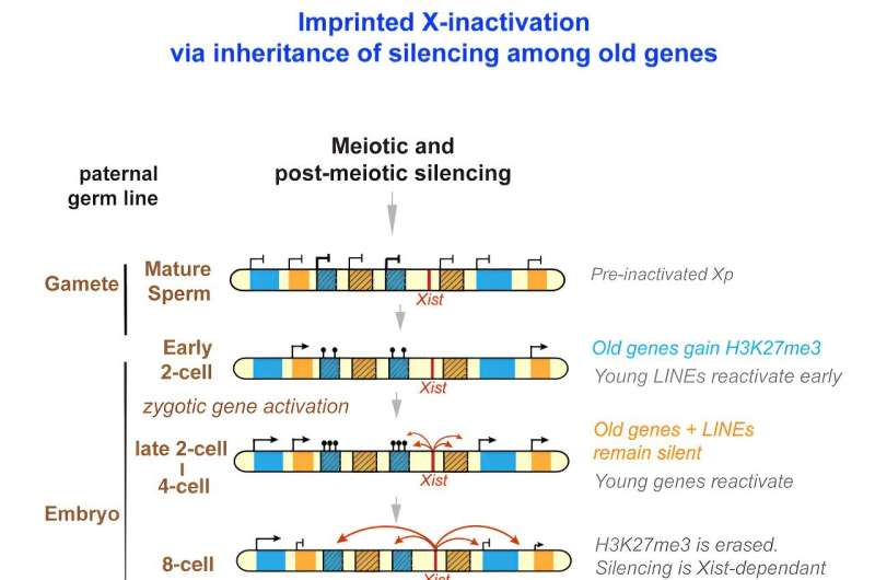 New insights into the silencing of X chromosome genes passed on from fathers to daughters