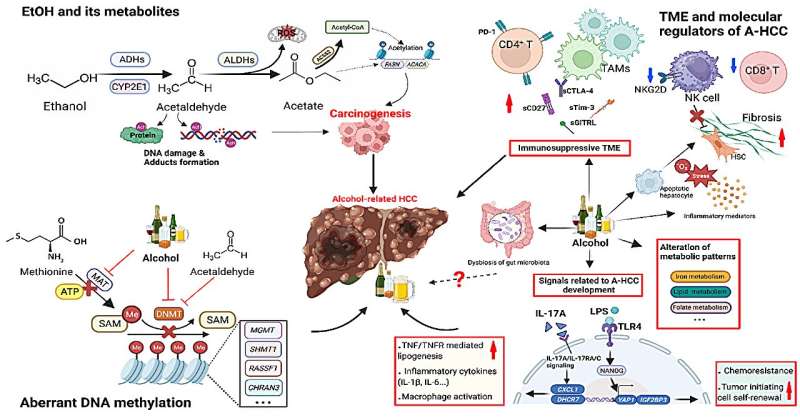 New insights into the connections between alcohol consumption and aggressive liver cancer