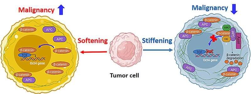 New Insights into the roles of cell mechanics in tumor malignancy