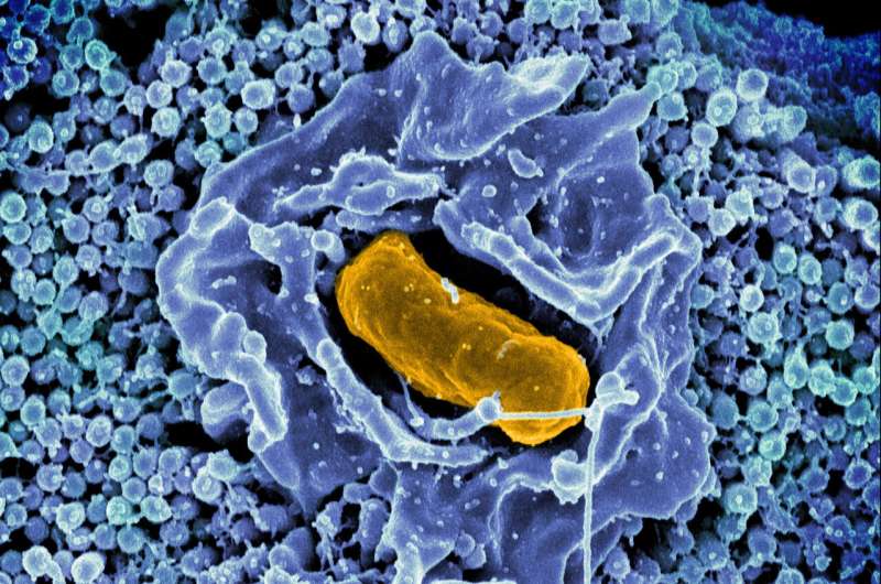 New insights into what helps Salmonella cause infections