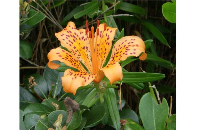 New Japanese lily species identified, 1st addition to sukashiyuri group in 110 years