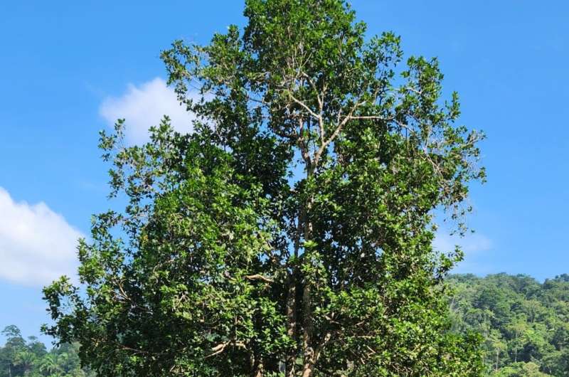 New magnolia tree species discovered in northern Honduras