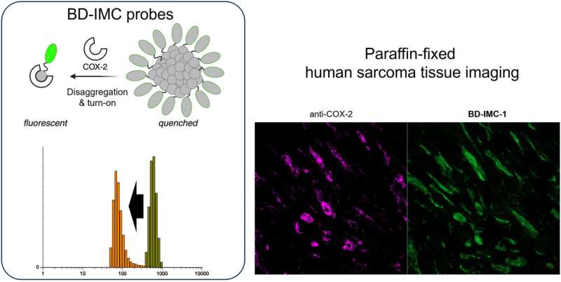 New marker and fluorescent molecular sensor for assessing sarcoma severity