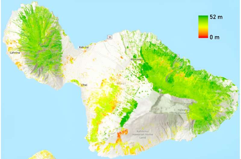 New Maui forest height research could impact water yields, fire risk, more