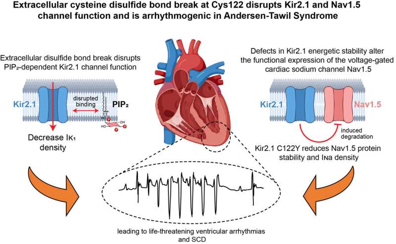 New mechanism discovered for the life-threatening arrhythmias in Andersen-Tawil syndrome