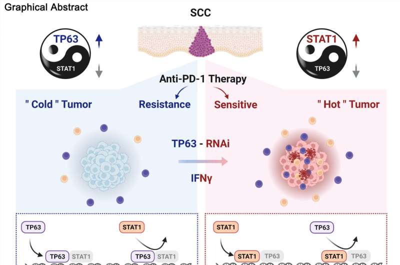 New mechanism of immune evasion in squamous cell carcinoma, offers potential for improved treatment