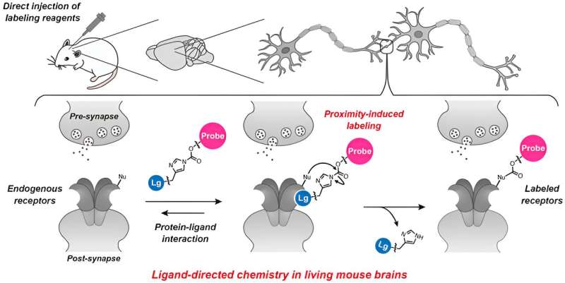 New method for marking neurotransmitter receptors expressed in the living animal brain