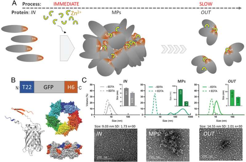 Novo micromaterial libera nanopartículas que destroem seletivamente células cancerígenas