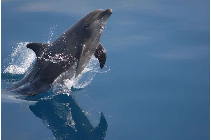 New model identifies shortcut for understanding dolphin health