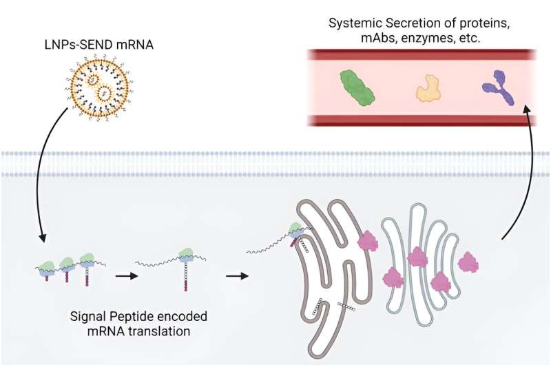 New mRNA technology turns cells into long-lasting drug factories