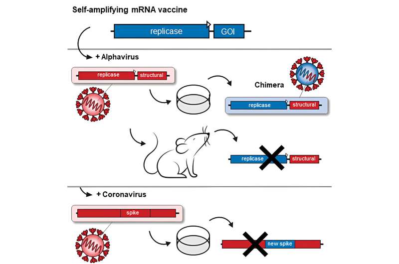 New mRNA vaccines appear safe—findings from extensive in vitro and in vivo assessments