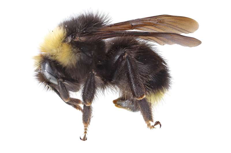 New online guides will aid in identification of native bees in Pacific Northwest