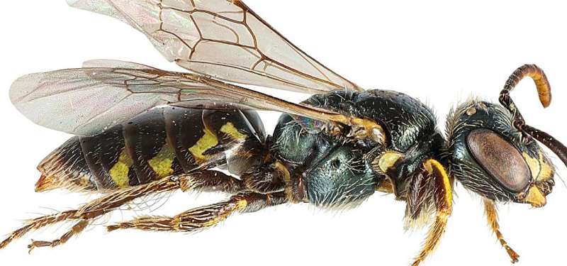 New online guides will aid in identification of native bees in Pacific Northwest