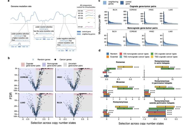 New patterns in cancer genetics point at tumor suppressor genes as potential therapeutic targets