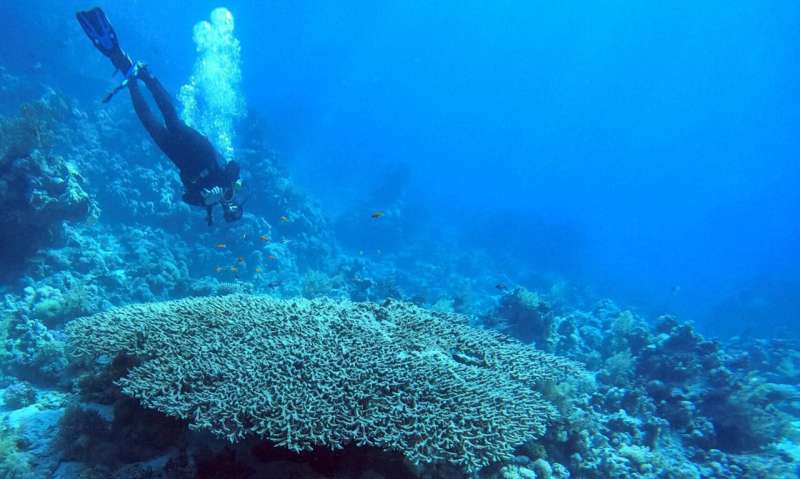 New perspectives for using corals in climate research
