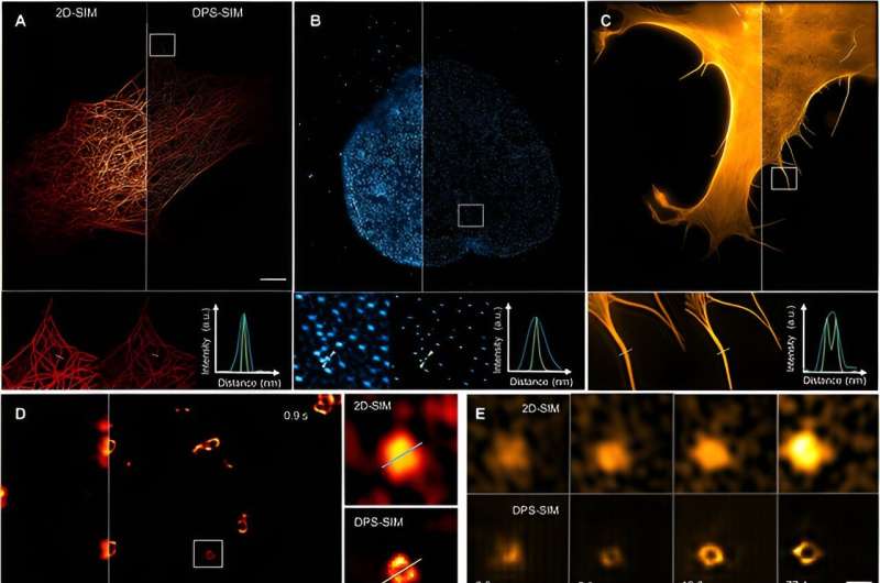 New physics-informed neural network for universal and high-fidelity resolution enhancement in fluorescence microscopy
