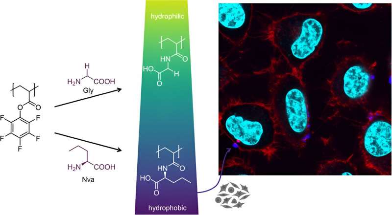 New polymers show interaction with cells