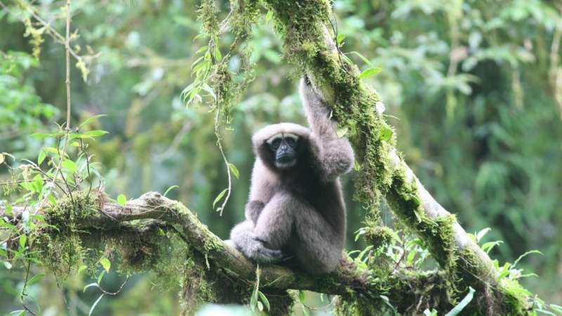 New populations of Skywalker gibbons found in Myanmar