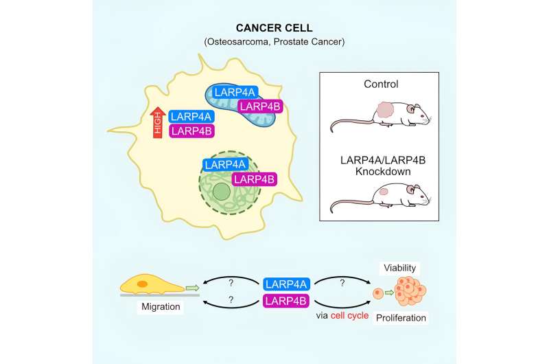 New potential avenues for cancer therapies through RNA-binding proteins