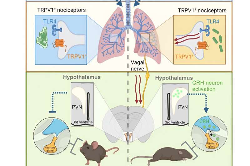 New research finds a direct communication path between the lungs and the brain