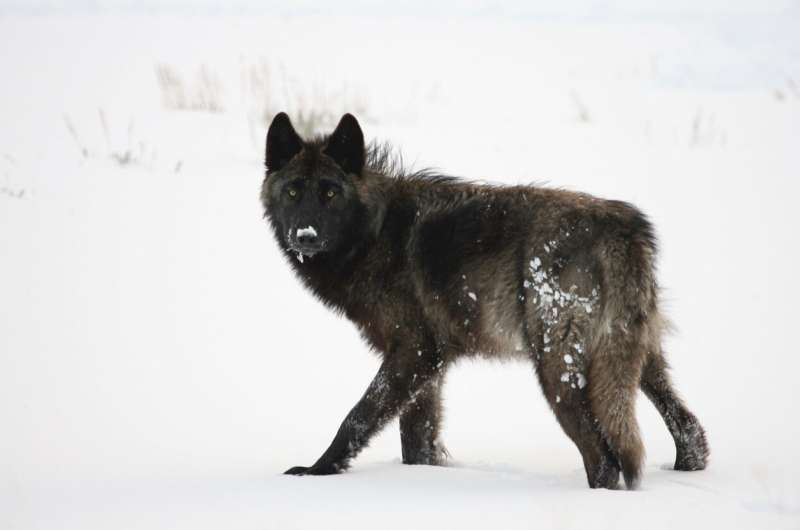 Une nouvelle recherche met en lumière l’importance écologique des loups gris dans l’Ouest américain