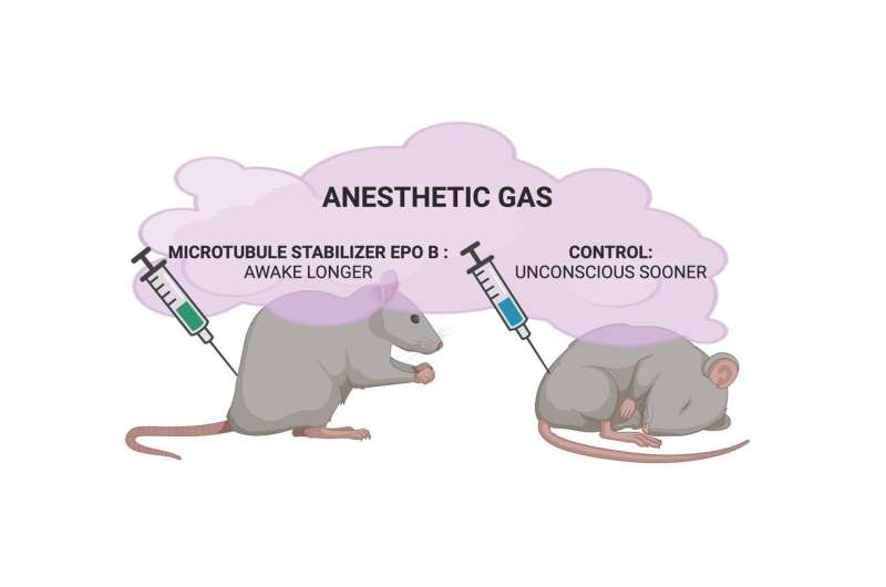 New research on anesthesia unlocks important clues about the nature of consciousness