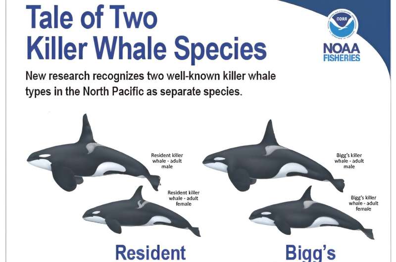 New research reveals full diversity of killer whales as two species come into view on Pacific Coast