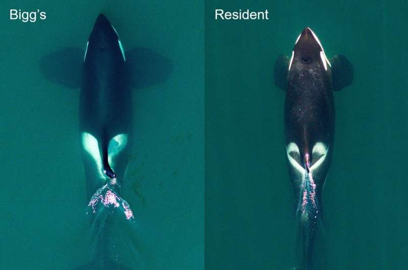 New research reveals full diversity of killer whales as two species come into view on Pacific Coast