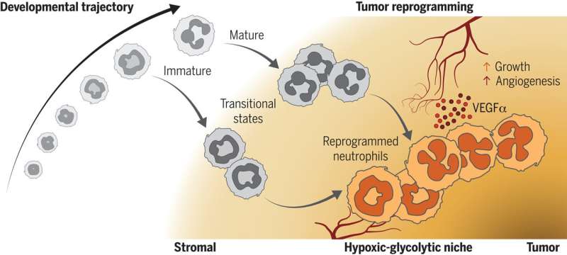 New research reveals how cancer hijacks immune cells to promote tumor growth