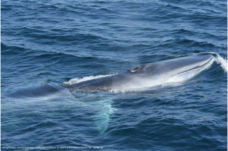 New research reveals New York Bight is an important year-round habitat for endangered fin whales