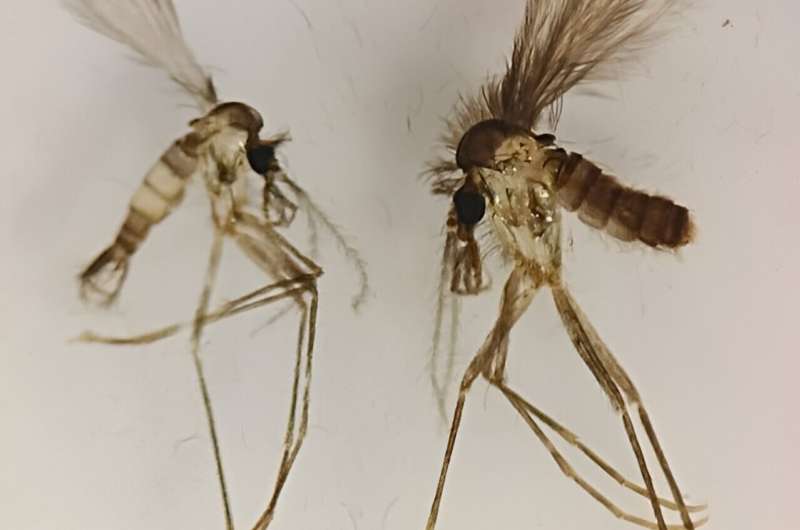New research sets trap for potentially deadly sandfly
