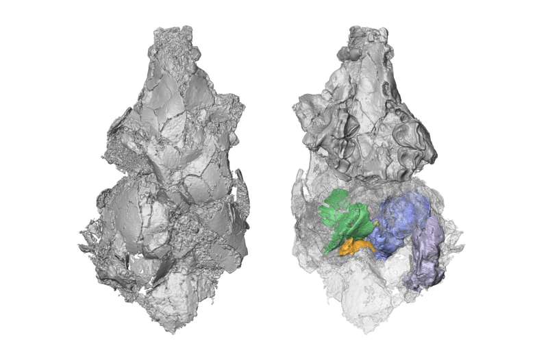 New research sheds light on an old fossil solving an evolutionary mystery
