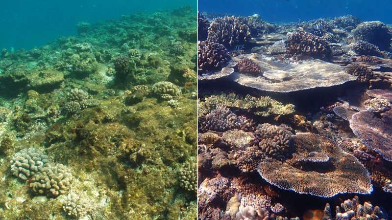 New Research Shows Value of Simultaneous Local, Global Action to Help Save Coral Reefs 