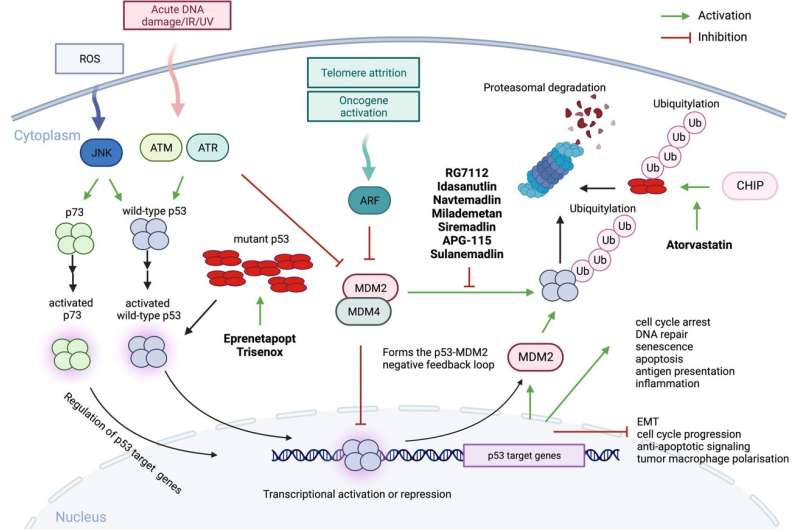New review on p53 biology and reactivation in blood cancers