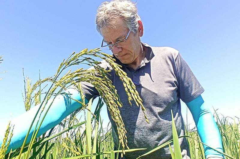 New rice variety adapted to suit conditions in Madagascar—phosphorus absorption improved and zinc content increased