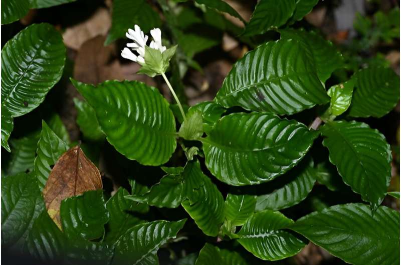 New Rubiaceae Species Found in Yunnan, China
