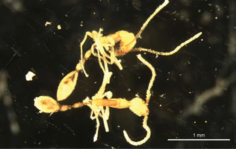 New species of ant found pottering under the Pilbara named after Voldemort